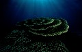 Nagy-Korallztony - egy mer(l) csoda - 